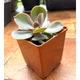 Сукулент Ехеверія Перлина Нюрнберга (Echeveria Perle von Nurnberg), контейнер 7*7*8 см (s033s) - зображення 1