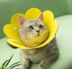 Воротник-ошейник "для заживления ран" для собак и кошек Yellow Flower Size XS - изображение 1