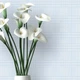 Шпалери на стіну прованс дрібна клітка ICH Aromas 627-6 флізелін Сток 12 рул - изображение 2