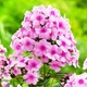 Саджанці Флокс Pink Hill - зображення 1