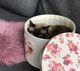Короб с крышкой Handy Home Цветы (FB-23) - изображение 2