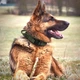Тактический ошейник Primo DOG для собак, размер XL (53-63см) - Army Green Primo DOG-AGRN(XL) тёмно-зелёный - изображение 6