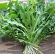 Насіння Салат Каталонія, листовий, 1 г (GL Seeds) - зображення 4