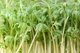 Насіння Крес-салат Пікантний 1 г (GL Seeds) - зображення 3