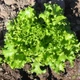 Семена Салат латук Хрустальный, 1 г (GL Seeds) - изображение 4
