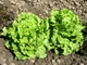 Семена Салат Ева, кочанный, 1 г (GL Seeds) - изображение 3