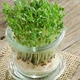 Насіння Крес-салат Афродіта, 2 г (GL Seeds) - зображення 2