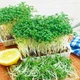 Насіння Крес-салат Афродіта, 2 г (GL Seeds) - зображення 3