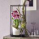 Вазон Lechuza Orchidea Червоний - зображення 8