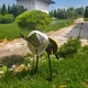 Яблокорезка ручная из нержавеющей стали VEGiS "Дар Ю-1" для нарезки яблок, груш, айвы под сушку (250 кг/час) - изображение 5