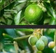 Кушон на основе экстракта авокадо Zozu Avocado Beauty Cushion Cream (01 Натуральный тон) 20 мл - изображение 4