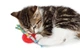 Игрушка для котов Petstages Колесо, красное (0871864007159) - изображение 2
