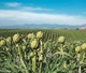 Насіння Артишок Грін Глоуб, 0,5 г (GL Seeds) - зображення 4