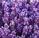 Насіння Лаванда Кримська, 0,1 г (GL Seeds) - зображення 2