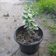 Саженцы Бересклета Форчуна Эмеральд Гаети (Euonymus fortunei Emerald Gaiety) - изображение 2