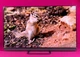 Телевизор 65" TCL 65C825 4K Ultra HD QLED Android 11 Smart TV 120 Гц Dolby Digital Plus Over Stоск - изображение 10