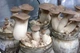 Мицелий Вешенки королевской, Pleurotus eryngii 100 г - изображение 4