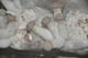 Мицелий Вешенки королевской, Pleurotus eryngii 100 г - изображение 5