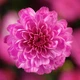 Саженцы Яскрава Хризантема Gigi Pink контейнер 2.0 л (61894) - изображение 2