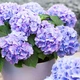 Саженцы Яскрава Гортензия Blauer Zwerg (контейнер 0.5 л) (46113) - изображение 3