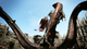 Гра Microsoft Xbox 360 Dragon's Dogma Англійська Версія Б/У - зображення 3