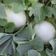 Семена Дыня Міра F1 10нас Kitano Seeds - изображение 1