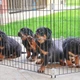 Загон для щенков Ferplast Dog Training 80х80х62 см (73300025) - изображение 6