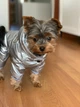 Зимовий комбінезон Унісекс р.L Срібло - зображення 2