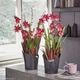 Умный вазон Lechuza Orchidea 20 Белый (13960) - изображение 9