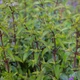 Мята перечная 'Black Spearmint'. Контейнер 2 л - изображение 1