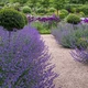 Котовник Фассена 'Hill Grounds'. Контейнер 0,5 л - изображение 1