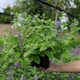 Котовник Фассена 'Hill Grounds'. Контейнер 0,5 л - изображение 4