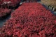 Барбарис Тунберга 'Atropurpurea Nana' в 3-л контейнере - изображение 2