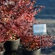 Барбарис Тунберга 'Atropurpurea Nana' в 3-л контейнере - изображение 6
