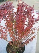 Барбарис Тунберга 'Atropurpurea' у 3-л контейнері - зображення 5