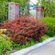Барбарис Тунберга 'Atropurpurea' у 3-л контейнері - зображення 7