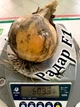 Лук севок озимый Радар (Radar F1) Голландия, 1 кг - изображение 2