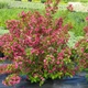 Вейгела 'Bristol Ruby'. Контейнер 3 л - зображення 1
