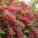 Вейгела 'Bristol Ruby'. Контейнер 3 л - зображення 3