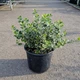 Бересклет Форчуна 'Emerald Gaiety'. Контейнер 3 л - изображение 8