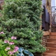 Бересклет Форчуна 'Emerald Gaiety'. Контейнер 3 л - изображение 6