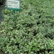 Бересклет Форчуна 'Emerald Gaiety'. Контейнер 3 л - изображение 5