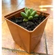 Суккулент Пахіфітум компактум (Pachyphytum Compactum), контейнер 7*7*8 см (s044s) - зображення 1