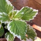 Суккулент Плектрантус колеусовидный вариегатный (Plectranthus Сoleoides variegata), контейнер 7*7*8 см (s037s) - изображение 4