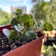 Суккулент Седум Макино (Sedum makinoi) (s041s) - изображение 4