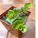 Суккулент Седум Макино (Sedum makinoi) (s041s) - изображение 5