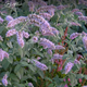 М'ята довголиста 'Buddleia'. Контейнер 2л - зображення 1