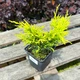 Саджанці Яскрава Ялівець Lime Glow (Лайм Глоу) контейнер 0.5 л (39060) - зображення 4