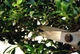 Ножницы Okatsune Bonsai KST 221 для бонсай - изображение 3