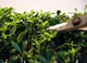 Ножницы Okatsune Bonsai KST 221 для бонсай - изображение 4
